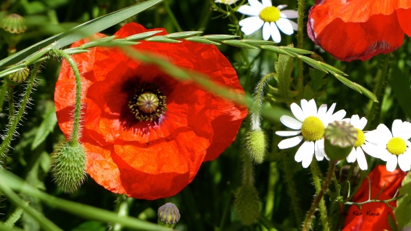 Poppies in the wind IV